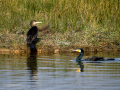 Cormorán grande - Phalacrocorax carbo - Corb marí gros