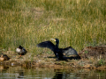 Cormorán grande - Phalacrocorax carbo - Corb marí gros