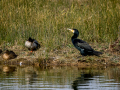 Cormorán grande - Phalacrocorax carbo - Corb marí gros