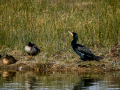 Cormorán grande - Phalacrocorax carbo - Corb marí gros