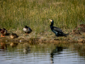 Cormorán grande - Phalacrocorax carbo - Corb marí gros