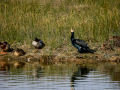 Cormorán grande - Phalacrocorax carbo - Corb marí gros