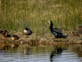 Cormorán grande - Phalacrocorax carbo - Corb marí gros