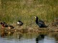 Cormorán grande - Phalacrocorax carbo - Corb marí gros