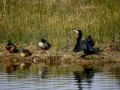 Cormorán grande - Phalacrocorax carbo - Corb marí gros