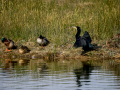 Cormorán grande - Phalacrocorax carbo - Corb marí gros