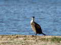 Cormorán grande - Phalacrocorax carbo - Corb marí gros