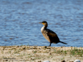 Cormorán grande - Phalacrocorax carbo - Corb marí gros