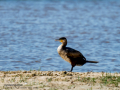 Cormorán grande - Phalacrocorax carbo - Corb marí gros