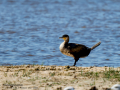 Cormorán grande - Phalacrocorax carbo - Corb marí gros