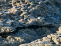 Correlimos - Calidris - Territ