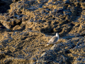 Correlimos - Calidris - Territ