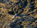 Correlimos - Calidris - Territ