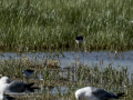 Correlimos falcinelo - Calidris falcinellus - Territ becadell