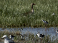 Correlimos falcinelo - Calidris falcinellus - Territ becadell