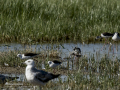 Correlimos falcinelo - Calidris falcinellus - Territ becadell
