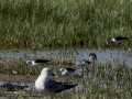 Correlimos falcinelo - Calidris falcinellus - Territ becadell