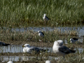 Correlimos falcinelo - Calidris falcinellus - Territ becadell