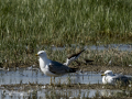 Correlimos falcinelo - Calidris falcinellus - Territ becadell