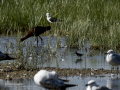 Correlimos falcinelo - Calidris falcinellus - Territ becadell