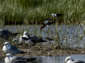 Correlimos falcinelo - Calidris falcinellus - Territ becadell