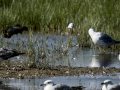 Correlimos falcinelo - Calidris falcinellus - Territ becadell