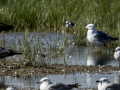 Correlimos falcinelo - Calidris falcinellus - Territ becadell