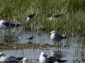 Correlimos falcinelo - Calidris falcinellus - Territ becadell