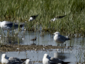 Correlimos falcinelo - Calidris falcinellus - Territ becadell