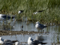 Correlimos falcinelo - Calidris falcinellus - Territ becadell