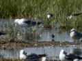 Correlimos falcinelo - Calidris falcinellus - Territ becadell