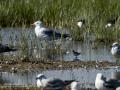 Correlimos falcinelo - Calidris falcinellus - Territ becadell