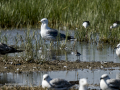 Correlimos falcinelo - Calidris falcinellus - Territ becadell