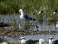 Correlimos falcinelo - Calidris falcinellus - Territ becadell