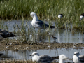 Correlimos falcinelo - Calidris falcinellus - Territ becadell