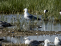 Correlimos falcinelo - Calidris falcinellus - Territ becadell