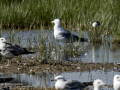 Correlimos falcinelo - Calidris falcinellus - Territ becadell