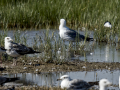 Correlimos falcinelo - Calidris falcinellus - Territ becadell
