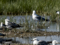 Correlimos falcinelo - Calidris falcinellus - Territ becadell