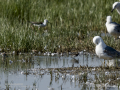 Correlimos falcinelo - Calidris falcinellus - Territ becadell