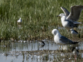 Correlimos falcinelo - Calidris falcinellus - Territ becadell