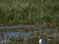 Correlimos falcinelo - Calidris falcinellus - Territ becadell