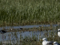 Correlimos falcinelo - Calidris falcinellus - Territ becadell