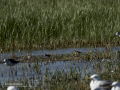 Correlimos falcinelo - Calidris falcinellus - Territ becadell