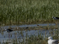 Correlimos falcinelo - Calidris falcinellus - Territ becadell