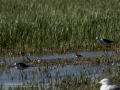 Correlimos falcinelo - Calidris falcinellus - Territ becadell