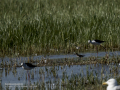 Correlimos falcinelo - Calidris falcinellus - Territ becadell