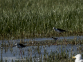 Correlimos falcinelo - Calidris falcinellus - Territ becadell
