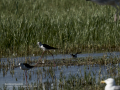 Correlimos falcinelo - Calidris falcinellus - Territ becadell