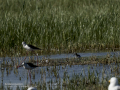 Correlimos falcinelo - Calidris falcinellus - Territ becadell